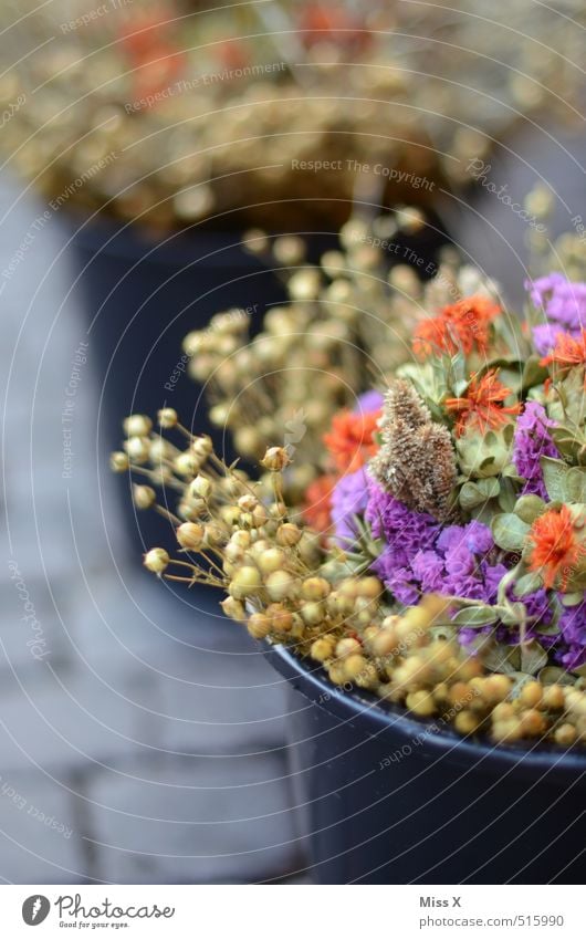 Zwiebelmarkt Weimar kaufen Herbst Blume Blüte Blühend Duft trocken mehrfarbig Weimarer Zwiebelmarkt Blumenstrauß Trockenblume Eimer Wochenmarkt Blumenhändler