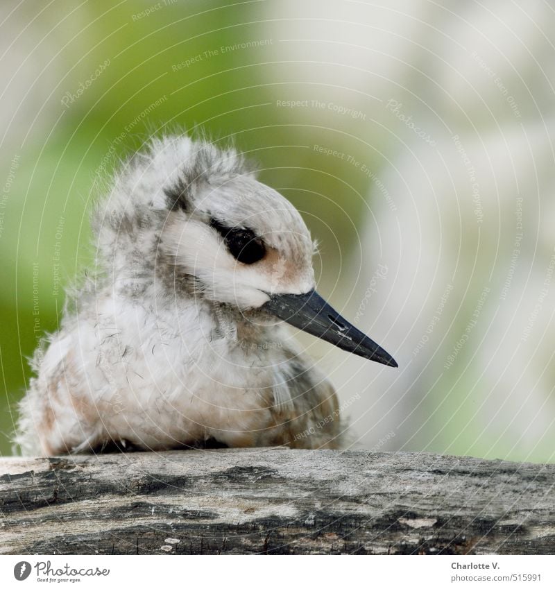 Warten Tier Wildtier Vogel Küken 1 Tierjunges Holz Denken hocken sitzen Wachstum warten kuschlig klein niedlich braun grau grün Einsamkeit Gelassenheit Kindheit