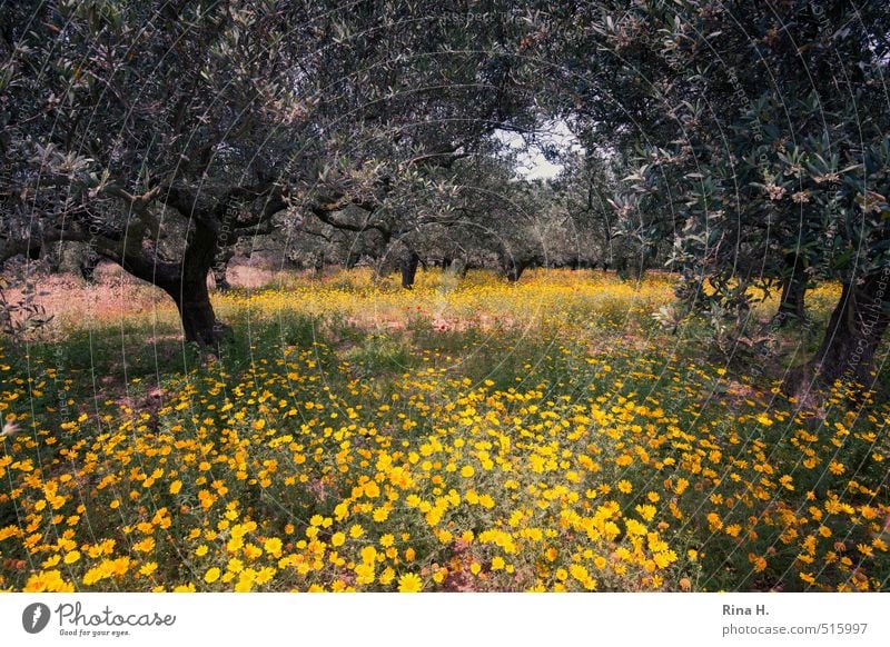 OlivenHain Umwelt Natur Landschaft Pflanze Frühling Schönes Wetter Baum Blume Wildpflanze Feld Blühend natürlich Olivenhain Olivenbaum Farbfoto Außenaufnahme