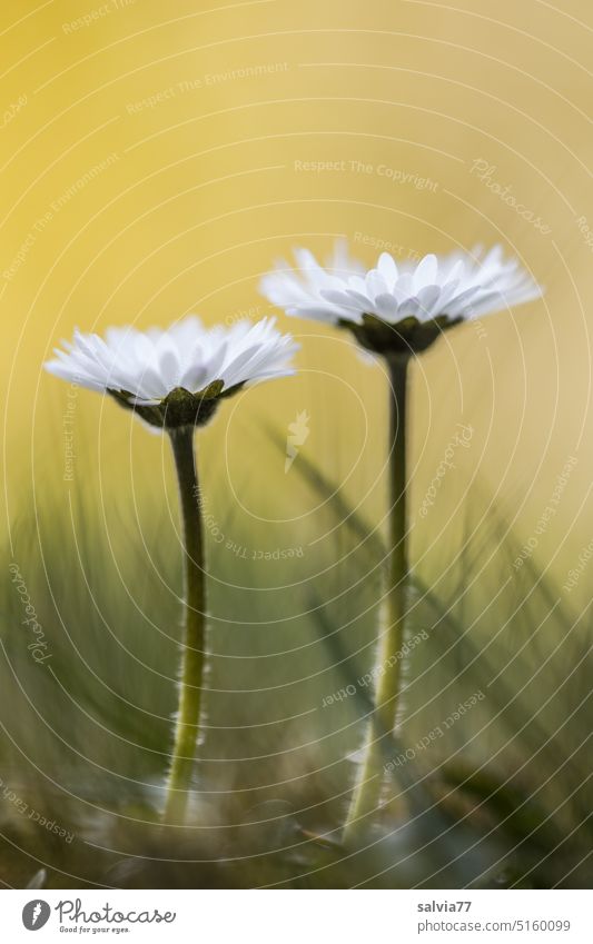 erste Frühlingsboten, ein Paar Gänseblümchen Bellis Gras Froschperspektive Blume Blüte Natur Pflanze Nahaufnahme Blühend Garten Wiese Farbfoto