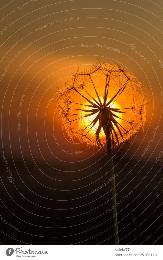 Pusteblume im Sonnenuntergang Samenstand Natur Makroaufnahme Leichtigkeit zart filigran weich Nahaufnahme Pflanze Abndstimmung verblüht Silhouette Sonnenball