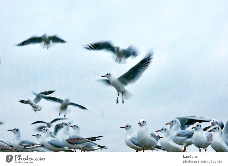 Flugverkehr Möwe Möwen Vogel Vögel fliegen Flügel Luftverkehr Verkehr Himmel Möve Freiheit Tier Strand Meer viele Platzmangel Küste Feder