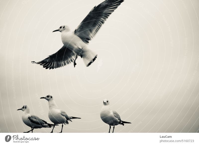 Überflieger Möwe Möwen fliegen Flug überfliegen Vogel Vögel Flügel Himmel Freiheit Schnabel Feder Luft luftig Flugverkehr Tier Natur Meer frei Küste