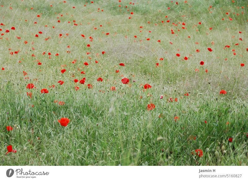 Mohnblumenfeld Mohnblumenwiese Natur Wiese grün rot Pflanze Farbfoto Außenaufnahme Mohnblüte Menschenleer Klatschmohn Feld Mohnfeld roter mohn Landschaft viele