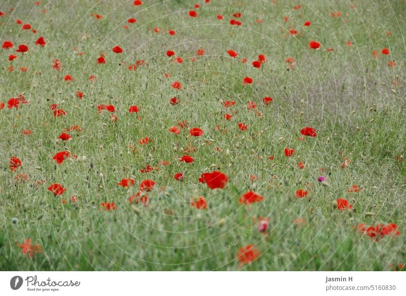 Mohnblumen auf grüner Wiese Mohnblumenfeld Natur Gras Außenaufnahme Pflanze Farbfoto Menschenleer Tag Umwelt natürlich Wildpflanze schön Wachstum Blume Blühend