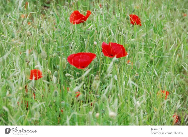 Mohnblumen auf grüner Wiese Mohnblumenfeld Natur Gras Außenaufnahme Pflanze Farbfoto Menschenleer Tag Umwelt natürlich Wildpflanze schön Wachstum Blume Blühend