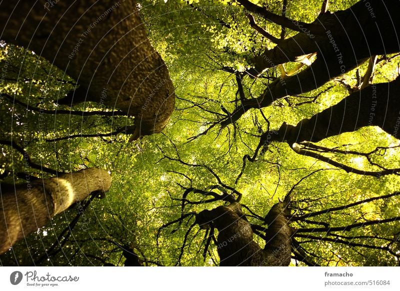 oben Ausflug Landwirtschaft Forstwirtschaft Umwelt Natur Landschaft Pflanze Sommer Baum Blatt Wald Holz atmen Blick ästhetisch Gesundheit stark braun grün