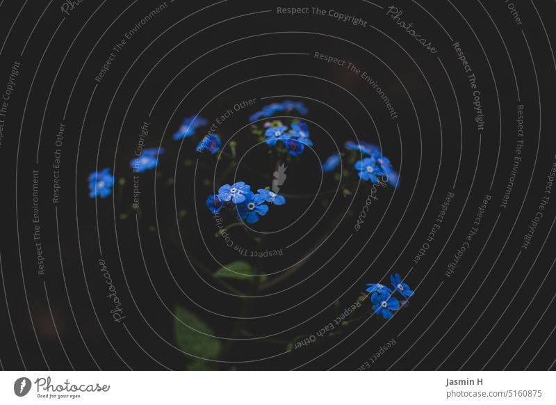 Vergißmeinnicht Blume Blüte Pflanze blau Frühling Natur Blühend Farbfoto Außenaufnahme Menschenleer schön Schwache Tiefenschärfe zart klein grün Nahaufnahme