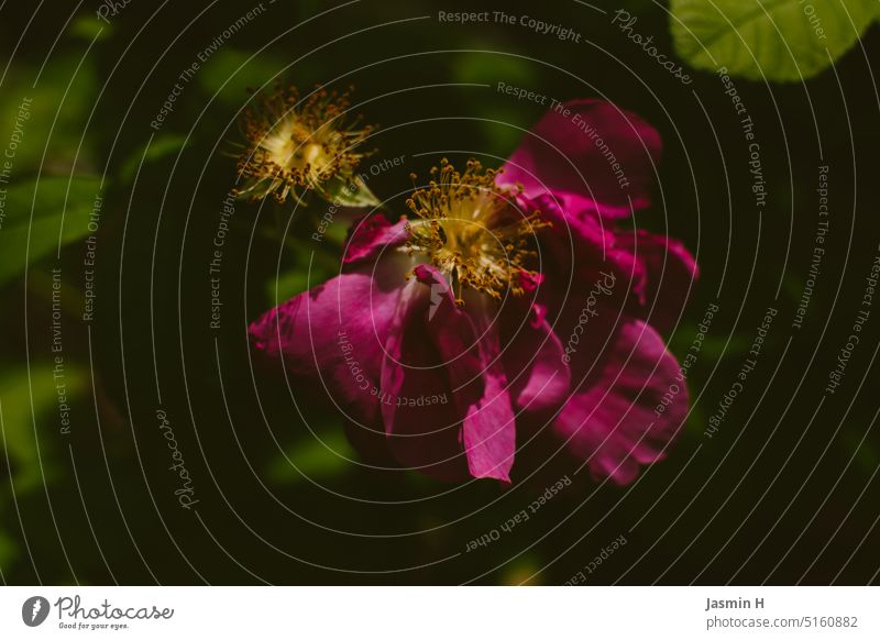 Verblühte pinke Rose verblüht Blume Pflanze Blüte Natur Farbfoto Außenaufnahme Nahaufnahme Menschenleer schön Tag natürlich Garten Schwache Tiefenschärfe Umwelt