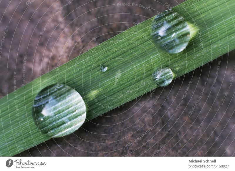 Vier Tropfen, klein bis groß vier 4 Wassertropfen nass Tropfenbild Makroaufnahme Regen Nahaufnahme Reflexion & Spiegelung glänzend Strukturen & Formen Pflanze