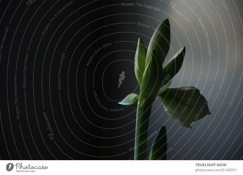 Amaryllis Knospen Aufbruch in den Ausdruckstanz Amaryllisgewächse Amaryllidaceae Hippeastrum Ritterstern Pflanze Blume Stängel Blütenknospen Blütenblätter
