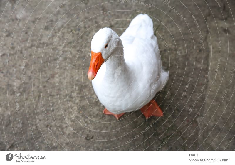 Wachgans Gans Uckermark Farbfoto Winter Bauernhof Außenaufnahme Tier Nutztier Menschenleer Tag Vogel Federvieh Tierporträt weiß Natur freilaufend