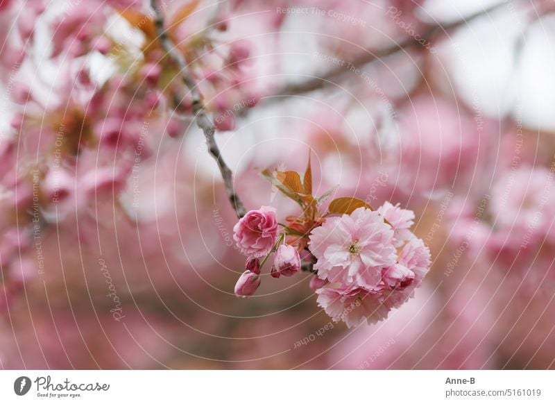 Japanische Blütenkirsche ( Prunus serrulata Kanzan ) in einem wunderbaren Rosa blühend, eine scharfe Blüte im Focus und ringsherum viel wunderbare rosa Unschärfe.