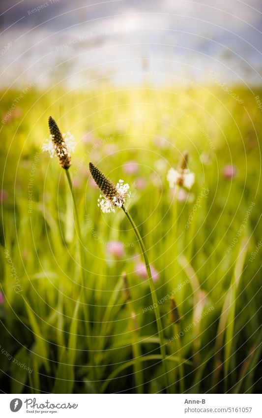 Spitzwegerich ( Plantago lanceolata ) , eine wirklich nützliche Pflanze, in einer schönen grünen und blühenden Wiese. Heilpflanze Hustenlöser Hustensaft Blüte