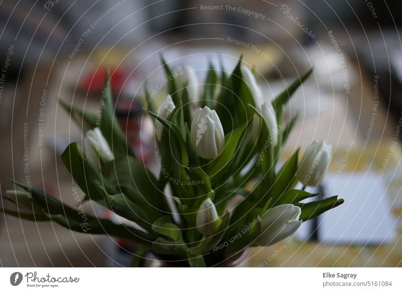 Weiße Tulpen symbolisieren ewige Liebe... na dann.. weisse Tulpen Frühling Blume Blüte Blumenstrauß grün Pflanze schön Innenaufnahme Blühend Tulpenblüte