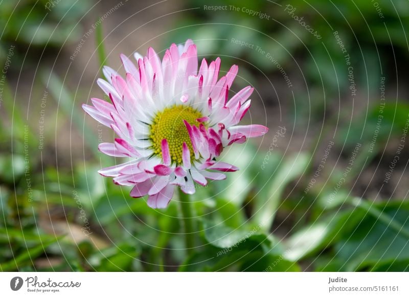 Bellis perennis oder gewöhnliches Gänseblümchen, das im Frühjahr auf dem Rasen blüht Kunst Asteraceae Hintergrund schön Schönheit Blütezeit Überstrahlung