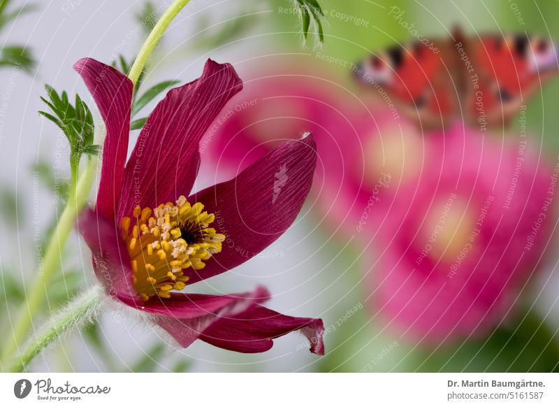 Gartenszene mit Küchenschelle, Gänseblümchen und Pfauenauge Kuhschelle Pulsatilla Pulsatilla vulgaris Sorte Bellis perennis Kultivar Schmetterling Ranunculaceae