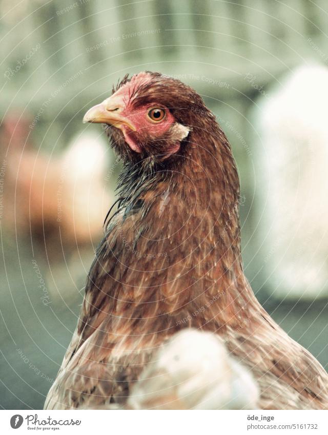 Hannelore Huhn Henne Tierporträt Geflügel Federvieh Freilandhaltung Haushuhn Biologische Landwirtschaft Bauernhof Vogel Hühnervögel freilaufend Nutztier