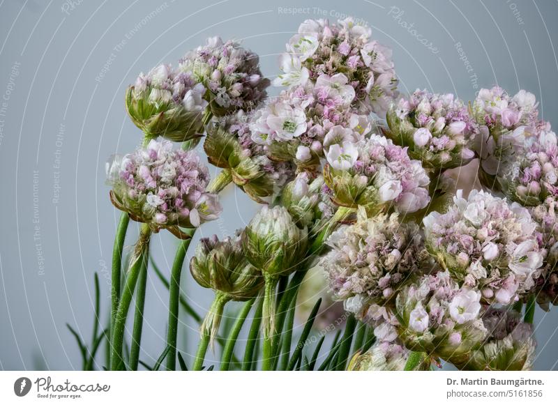 Strandnelke, Blütenstände Gewöhnliche Grasnelke Standgrasnelke Armeria maritima formenreich Staude ausdauernd Bleiwurzgewächse Blumbaginaceae