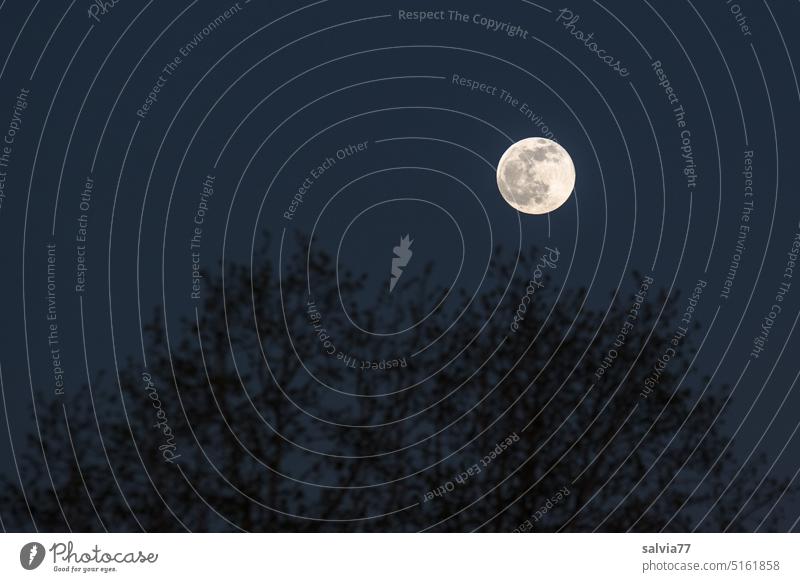 Vollmond am Abendhimmel Mond Himmel Baum dunkel Nacht Nachthimmel Kugel leuchten Mondschein Stimmung Menschenleer Mondaufgang Silhouette geheimnisvoll Licht