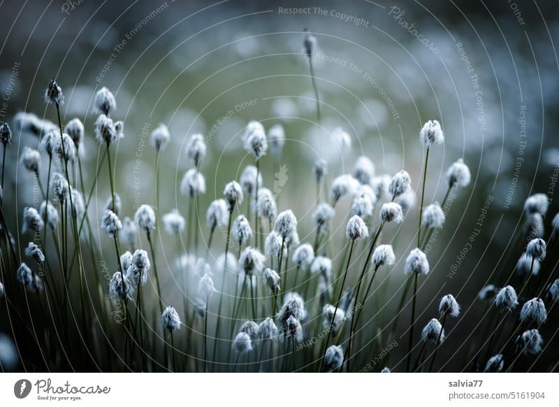 Frühling im Moor | blühendes Wollgras Ried Pflanze Natur Sumpf Menschenleer Lichter leuchten Landschaft Blühend natürlich