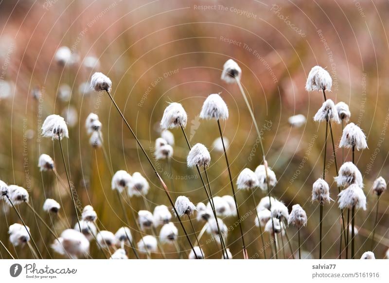 Wollgrasblüten im Moor Blüten Sumpf Ried weich blühend Pflanze Natur Landschaft natürlich Wildpflanze Gras weiß leuchten flauschig Büschel Eriphorum vaginatum