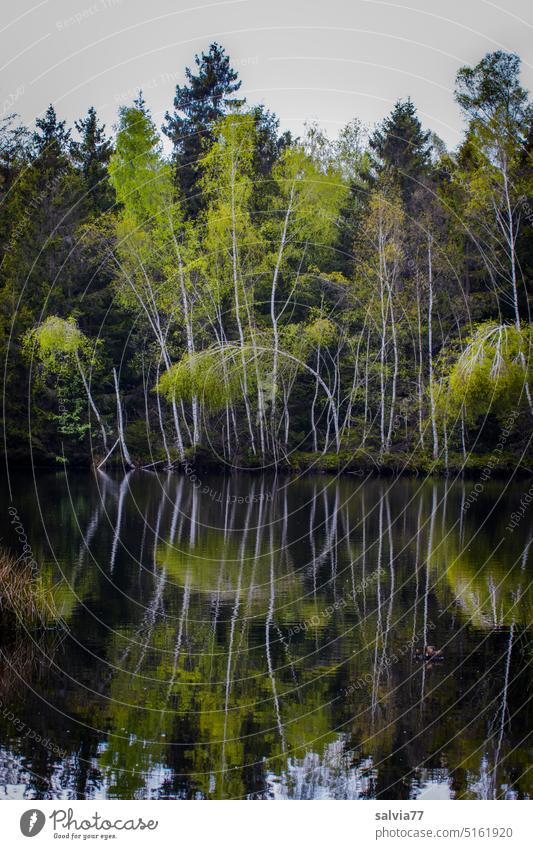 Bäume spiegeln sich im See, Verneigung einer Birke Spiegelung Frühling Wasser Gebogen Wald Natur Reflexion & Spiegelung ruhig Wasseroberfläche Seeufer Idylle