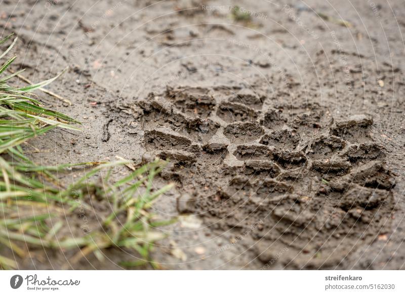 Eindruck hinterlassen Fußabdruck Matsch Schlamm Weg Feldweg Fußweg Schuh Sohlenabdruck Schuhsohle gehen draußen Spaziergang Wandern Abdruck Profil Wanderschuh