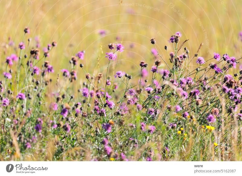 Ein Feld voller blauer Disteln blüht Kraut Überstrahlung Textfreiraum Blumen satt Wiesenkraut Heilpflanzen Natur niemand Pflanze Saatgut