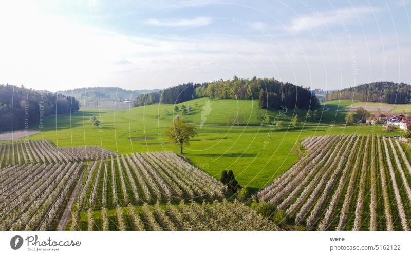 Blühende Apfelbaumplantage im Obstanbaugebiet Lindau-Bodensee in Deutschland aus der Luft gesehen blüht Lebensmittel Frucht Malus Russland Ukrainer Air Bayern