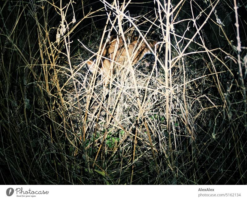 rot getigerter Kater in der Nacht im hinter Gestrüpp im Lichtkegel verschwindet in die Dunkelheit Katze Hauskatze Haustier wild dunkel nachts Alfred der Kater