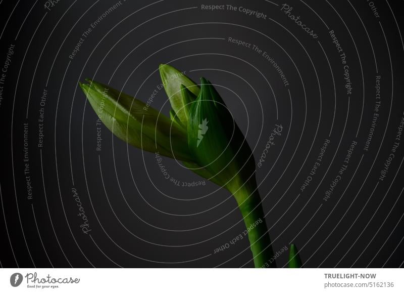 Aus dunkler Materie geboren drängen empor sie zum Licht: Kraftvolle Knospen der Amaryllis Amaryllidaceae Hippeastrum Ritterstern Wachstum wachsen gedeihen