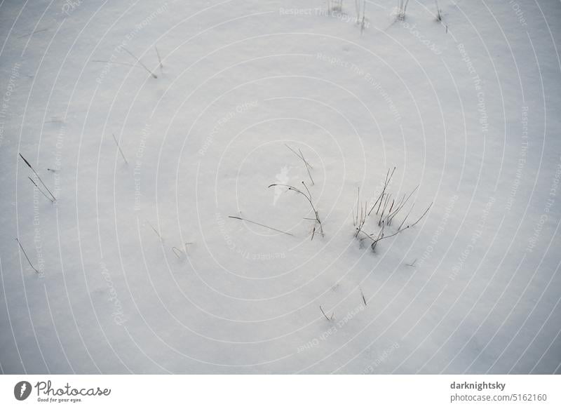 Schnee und Gras zur kalten Jahreszeit weiß Winter Schneedecke Außenaufnahme Spuren Wetter Winterstimmung Schneelandschaft Frost Kälte Wintertag Menschenleer