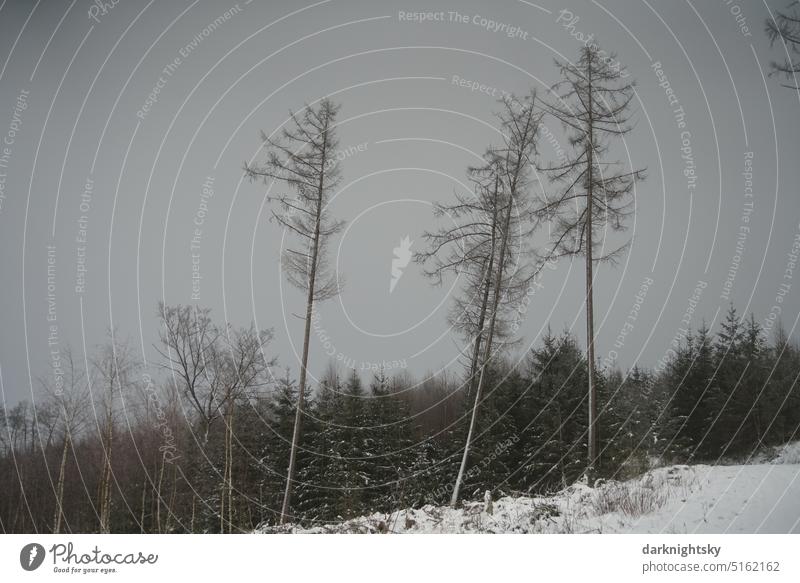 Wald Landschaft im Winter mit Schnee und bei Frost und Kälte Fichten Umwelt Bäume Menschenleer Außenaufnahme kalt Winterlandschaft Wetter Winterstimmung