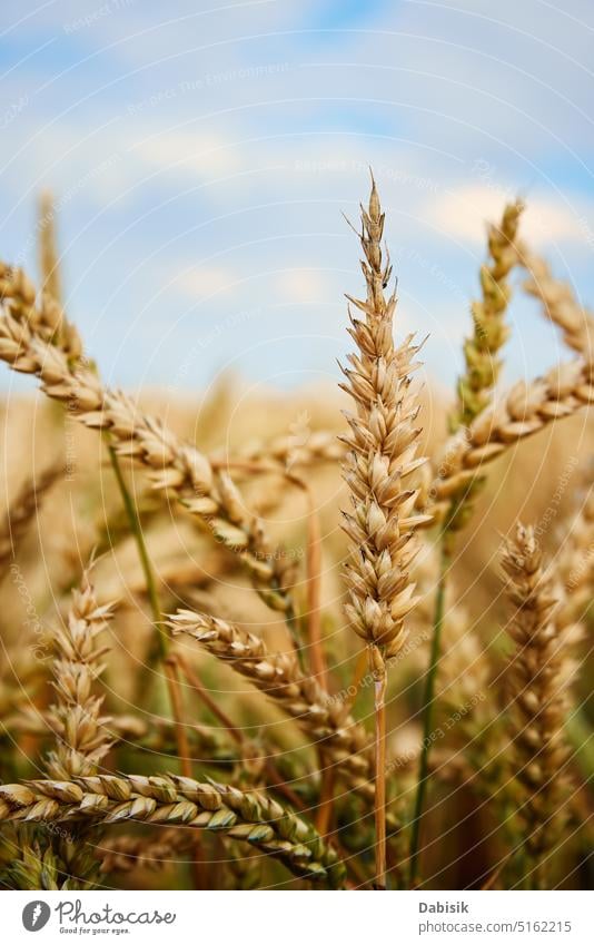 Weizenfeld. Nahaufnahme von Weizenähren. Erntezeit Feld Korn Ohr Gerste Bauernhof Hintergrund Stroh Ackerbau gelb Roggen Lebensmittel Müsli golden Natur