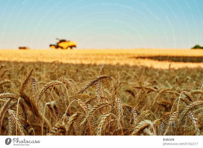 Roggenfeld vor blauem Himmel. Erntezeit Feld Korn Ohr Gerste Bauernhof Hintergrund Erntemaschine Stroh Ackerbau gelb Lebensmittel Müsli golden Natur im Freien