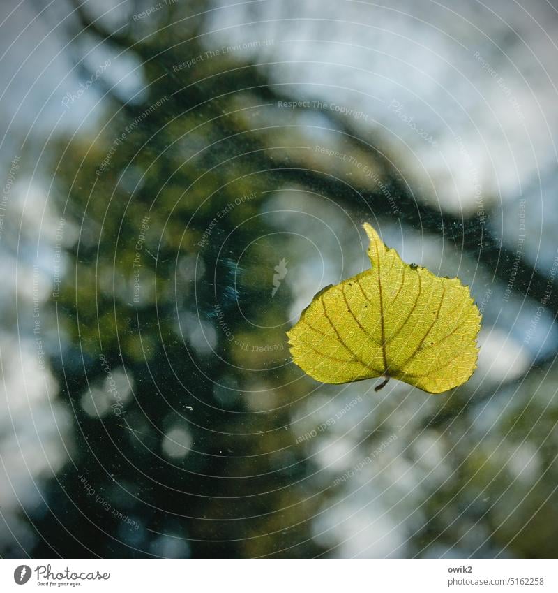 Zwischenlandung Laubblatt grün Blattadern gefallen einsam schwebend oben klebend anhaften Spätsommer Autodach Glasscheibe durchsichtig Baum Laubbaum unscharf