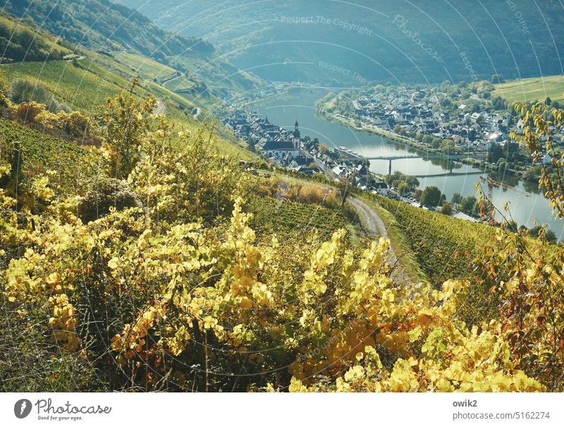 Moselsteig Zell Mosel (Weinbaugebiet) Panorama (Aussicht) Ferne Kleinstadt hügelig Herbst Weitblick Gebäude Häuser Kirche Kirchturm Überblick bevölkert