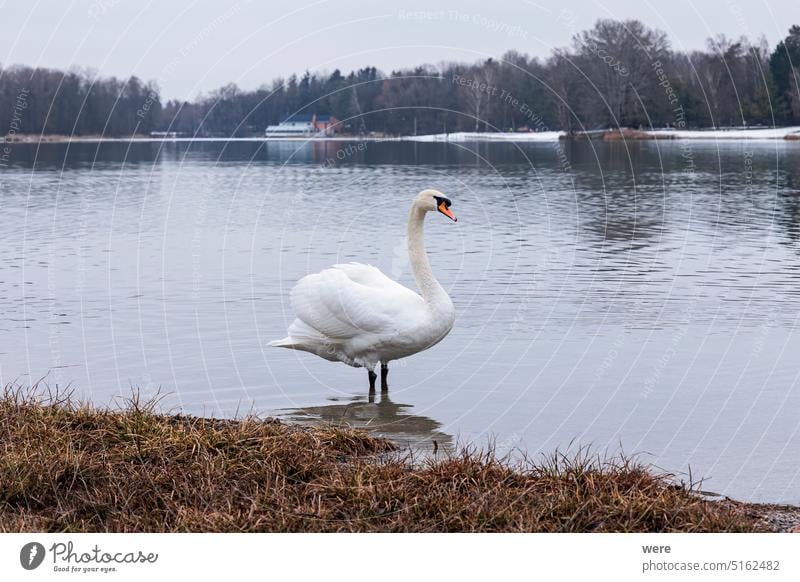 Blick über den Kuhsee mit Möwen, Enten und Schwänen bei Augsburg an einem kalten grauen Wintertag Heringsmöwe Frost bedeckt h2o Larinae Larus argentatus liquide