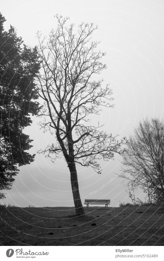 Germeringer See im Nebel. Herbstliche Natur am See. Mystische Landschaft. Schwarzweißfoto Wasser Seeufer ruhig Morgen Morgendämmerung Nebelstimmung Umwelt Baum