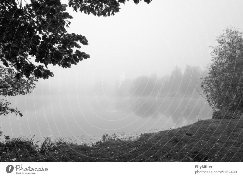 Germeringer See im Nebel. Herbstliche Natur am See. Mystische Landschaft. Schwarzweißfoto Wasser Seeufer ruhig Morgen Morgendämmerung Nebelstimmung Umwelt Baum