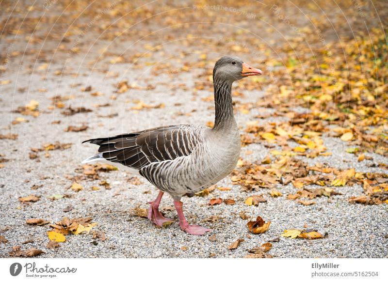 Portrait einer Graugans im Herbst. Gans Vogel Tier Wildgans Flügel Farbfoto Wildtier Natur Zugvogel Umwelt Gefieder grau Laub Wasservogel gelb herbstlich gehen