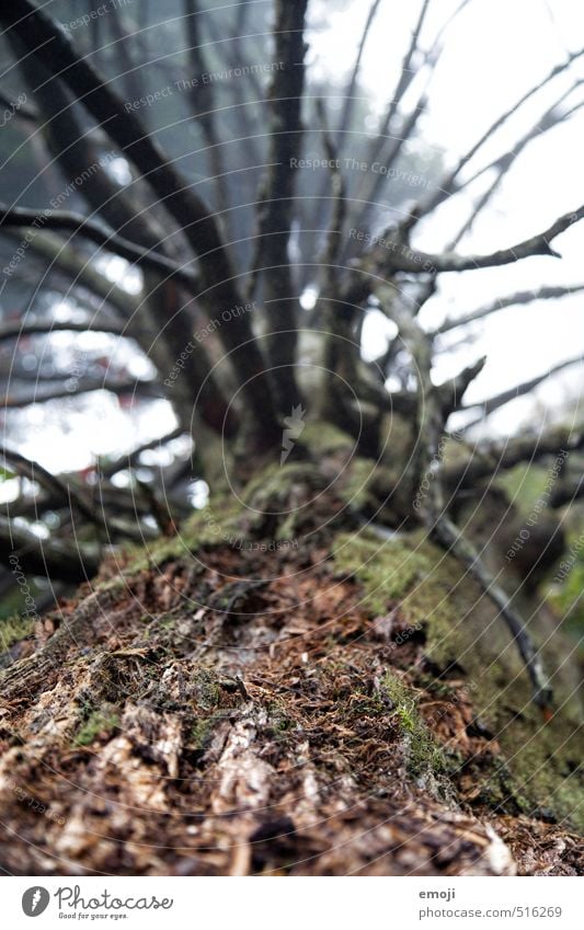 morsch Umwelt Natur Pflanze Baum Baumrinde natürlich braun Farbfoto Gedeckte Farben Außenaufnahme Nahaufnahme Menschenleer Tag Schwache Tiefenschärfe