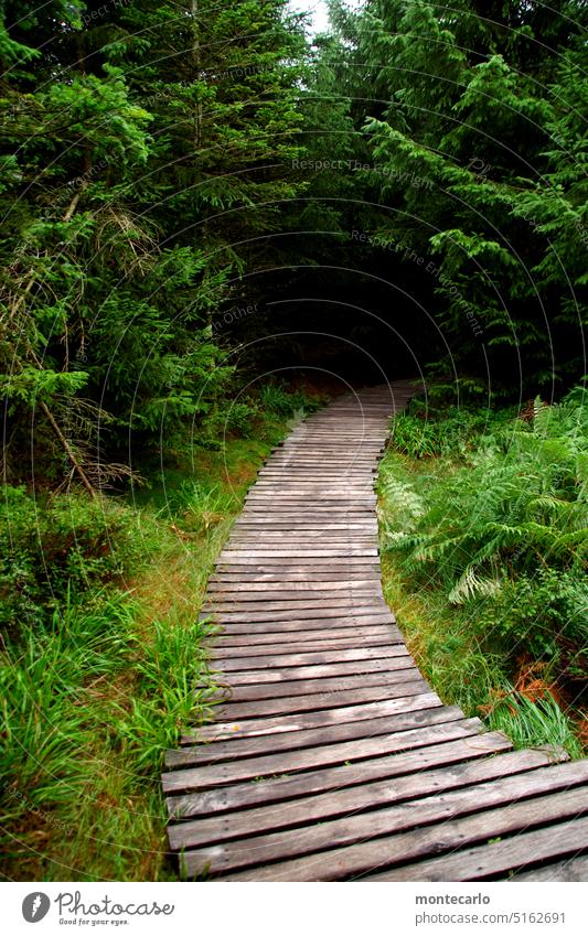 Alles wird gut | Folge dem Weg Wanderweg Holz Bohlen Ruhe einsam erholsam Spaziergang Bohlenweg Lehrpfad Sturmwurferlebnispfad Walderlebnis Naturschutzgebiet