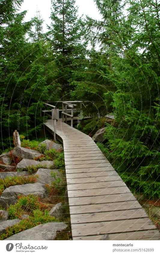 Lotharpfad Nationalpark Schwarzwald schwarzwaldhochstraße Schliffkopf Orkan Lothar Nordschwarzwald Erlebnispfad Wald Natur Urlaub Landschaft