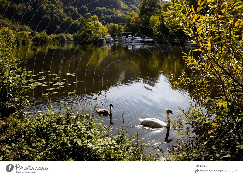 Die Lahn lahn fluss wasser schwan deutschland natur vögel vogel grün deutscher fluss die lahn