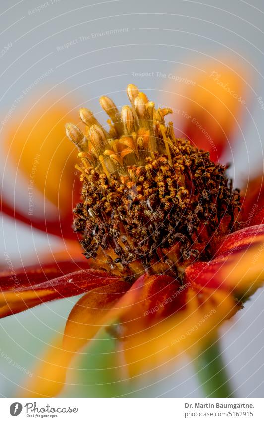 Zinnie,  Sommerblume aus Mexiko Zinnia Blütenstand blühend rot gelb Sorte Hybride frostempfindlich Korbblütler Asteraceae Gartenblume Zierblume menschenleer