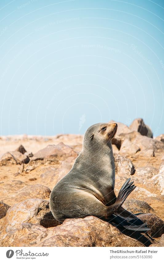 Robbe am Sonnenbaden Robbenkolonie Robbenbaby Steine Strand Tier Wasser Wildtier Natur Farbfoto Küste Meer Außenaufnahme Namibia Cape Cross