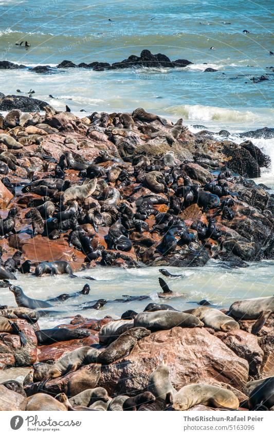 Robben am Strand - Robbenkolonie Robbenbaby Steine Tier Wasser Wildtier Natur Farbfoto Küste Meer Außenaufnahme Namibia Cape Cross