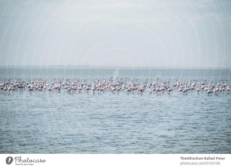 Flamingos im Meer Strand Tier Wasser Wildtier Natur Farbfoto Küste Außenaufnahme Namibia Meerwasser Himmel Ferien & Urlaub & Reisen Landschaft Tourismus